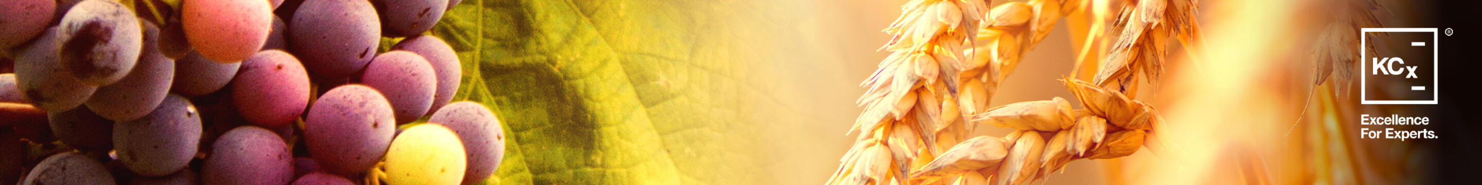 Spécialité Viticole Vinicole Agricole DACD