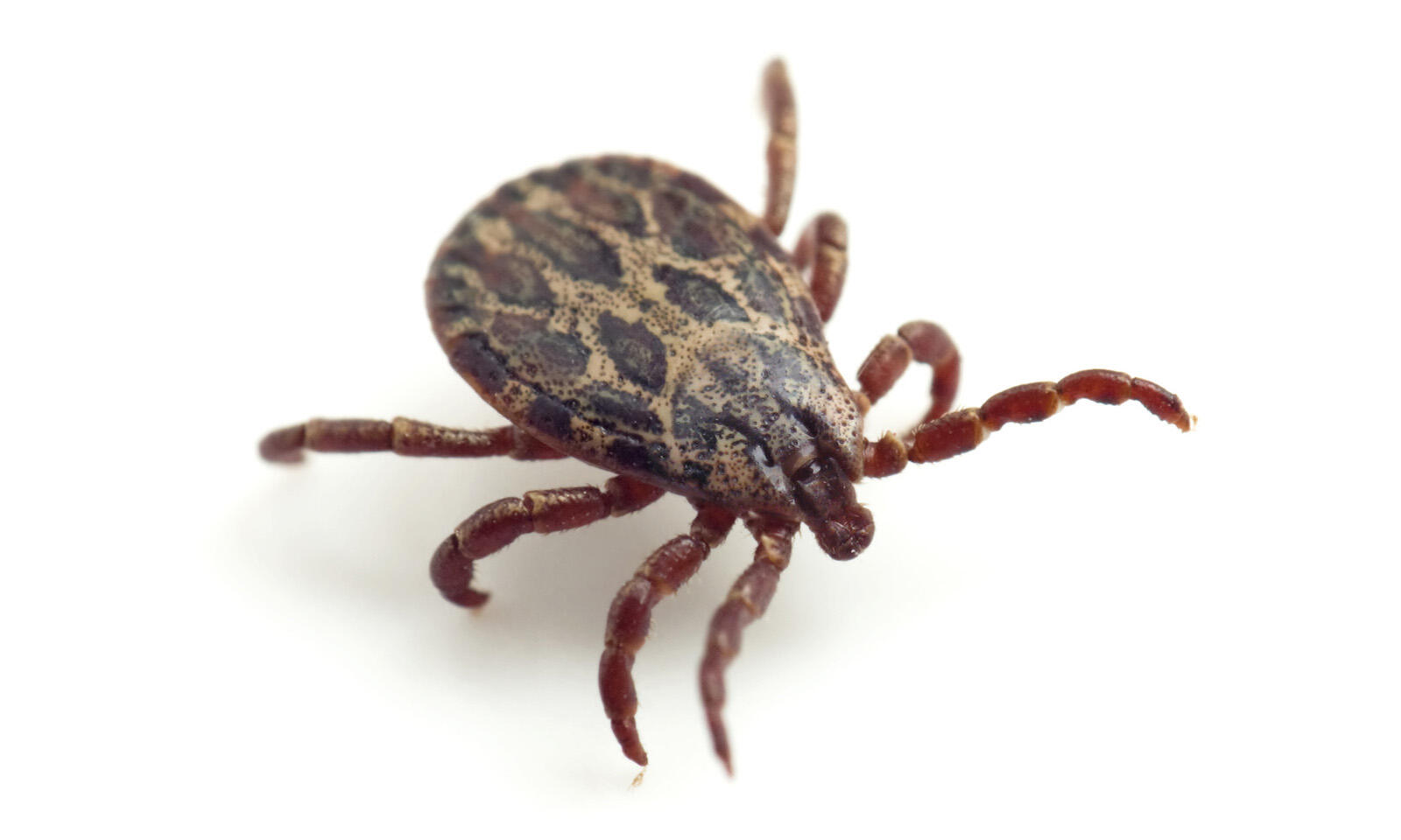 insectiv-pulv-1-1600x960