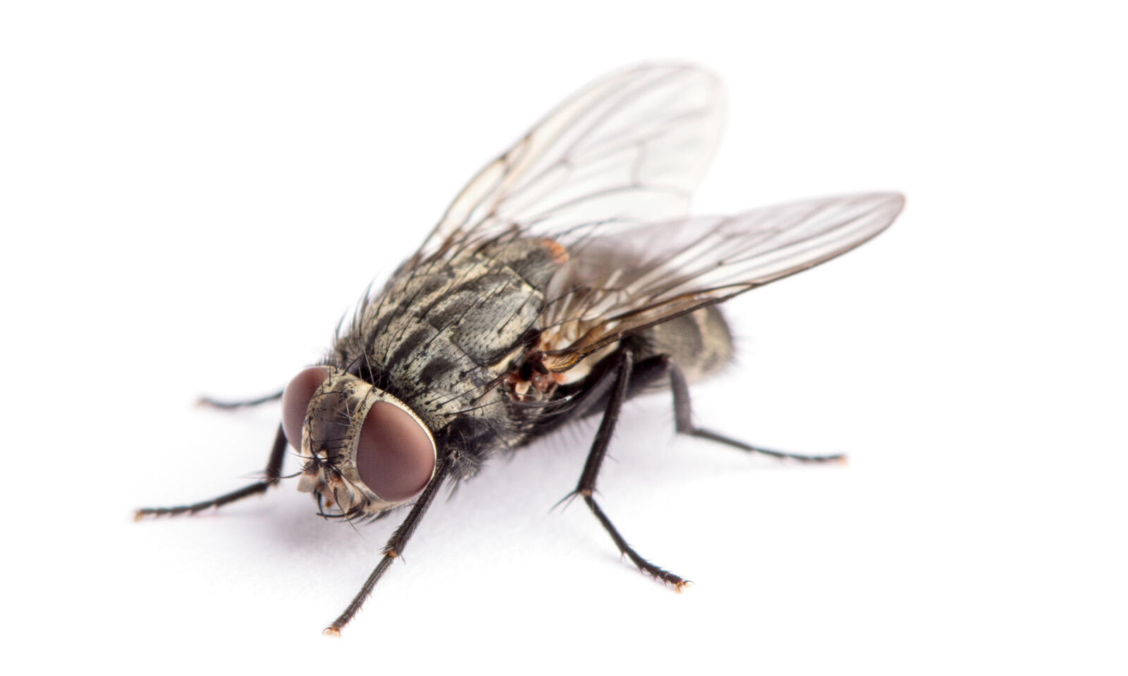 insectiv-pulv-3-1600x960