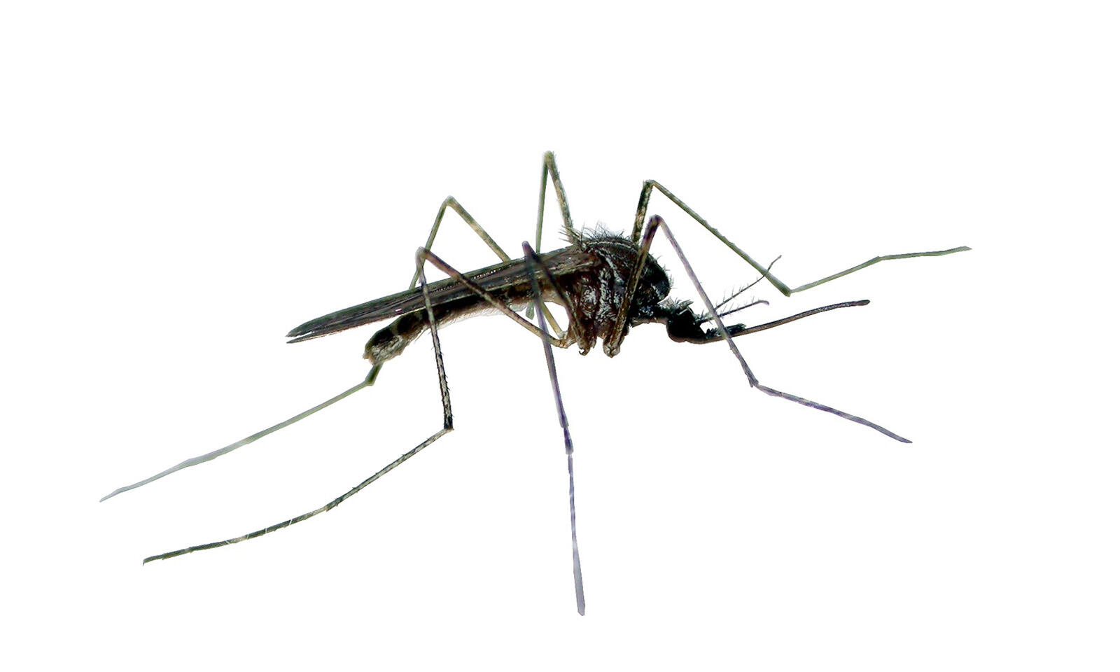 insectiv-pulv-4-1600x960