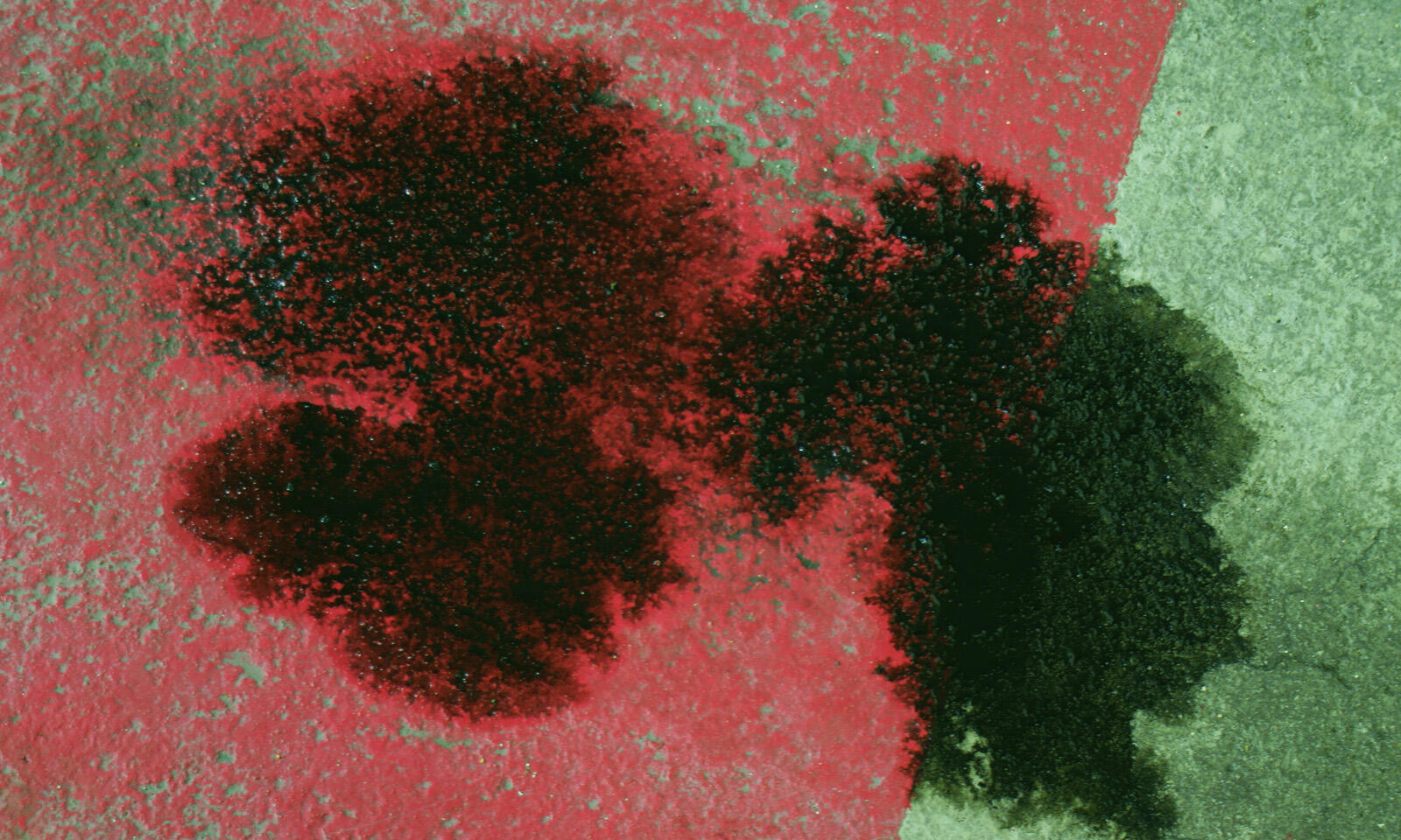 ultra-mouss-1600x960